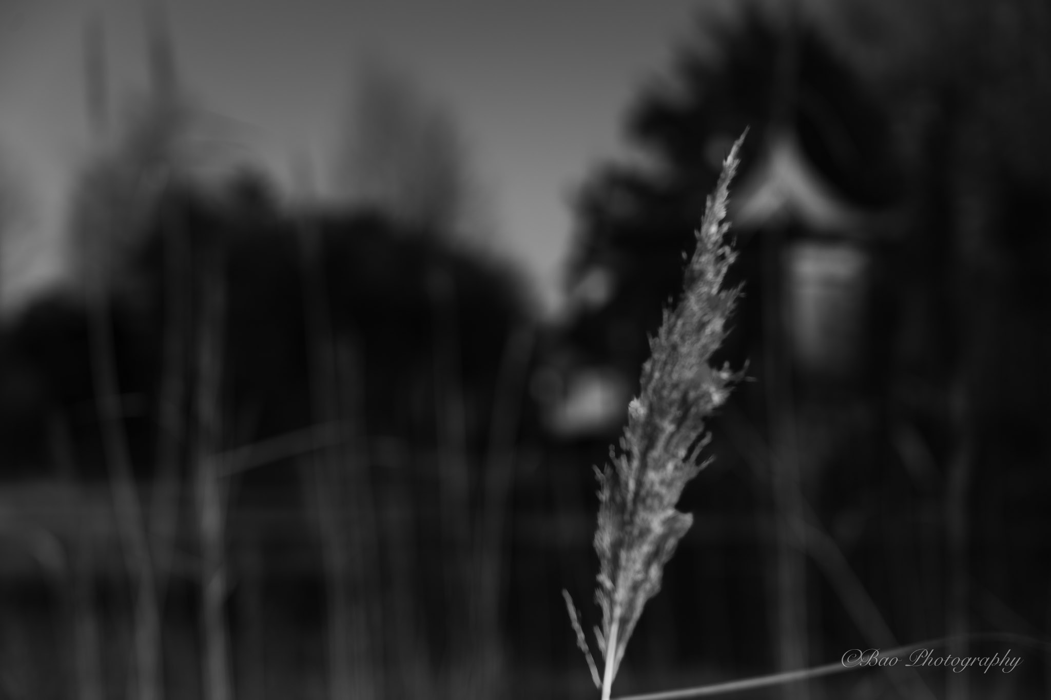 Black and white close-up of a single reed grass plume with soft bokeh background at Von Rütte Gut in Sutz