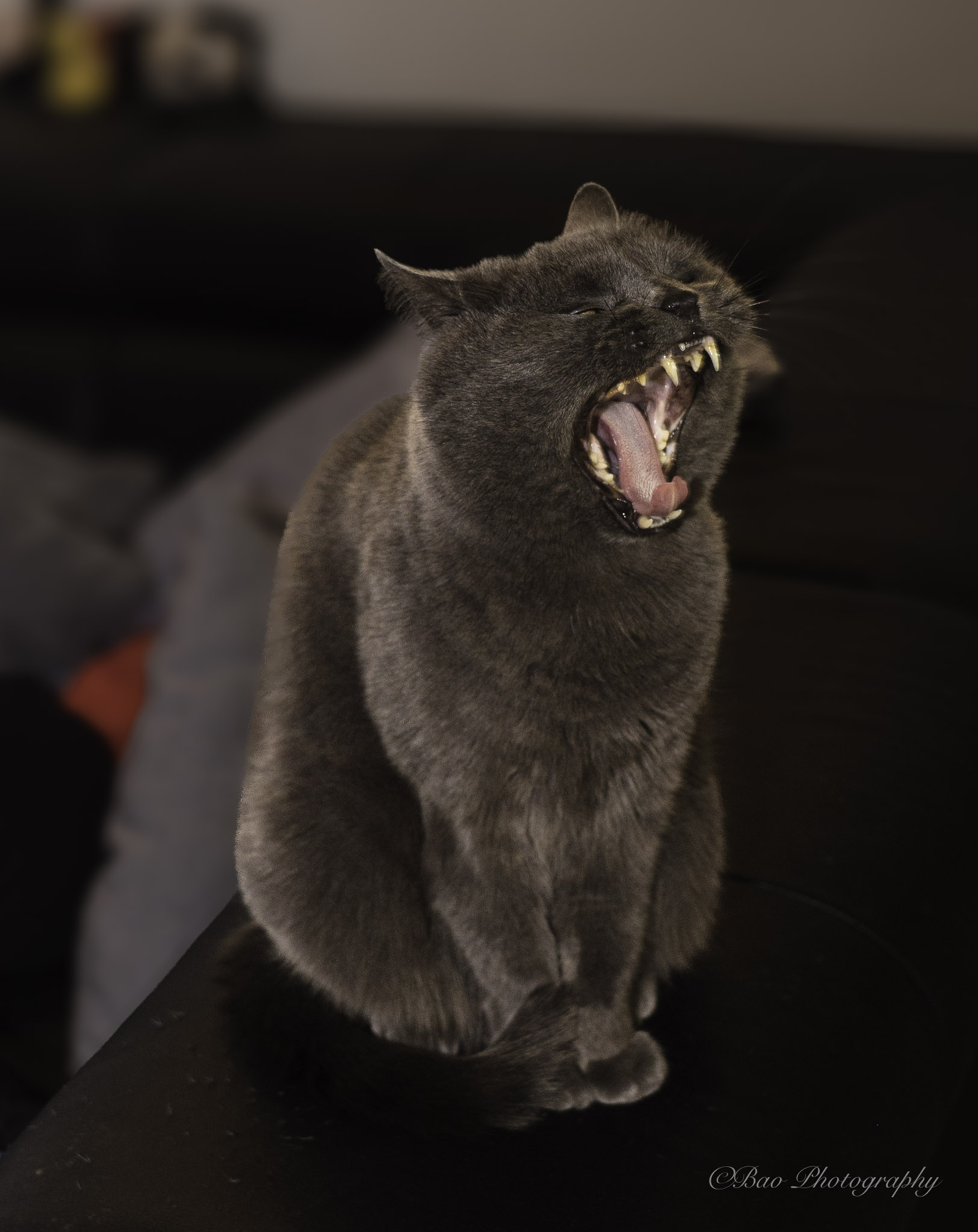 Photography by Mario Iseli — bao.photography